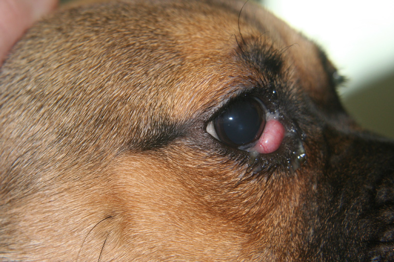 Green Gunk In Eye Dog Green Gunk In Eye Dog